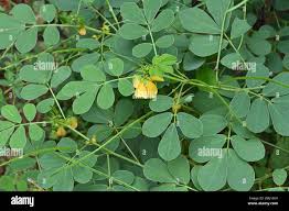 Image result for Senna tora