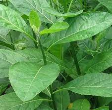 Daun sambung nyawa atau sambung nyowo atau akar sebiak yang nama latinnya adalah gynura procumbens ialah salah satu jenis tanaman asli indonesia yang sudah lama dipakai oleh masyarakat untuk mengobati berbagai penyakit. Daun Sambung Nyawa Ciri Ciri Dan Manfaat Daun Sambung Nyawa
