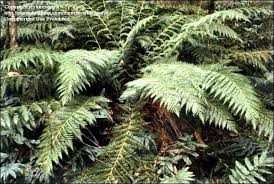 Image result for Todea