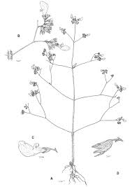 Image result for Coleus betonicifolius