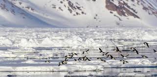 La migración de los animales se da por clima adverso, falta de alimento o condiciones desfavorables para la reproducción. El Cambio Climatico Esta Avanzando Las Migraciones De Las Aves