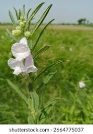 Image result for Sesamum radiatum