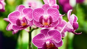 Image result for Diplazium humbertii