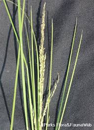 Image result for Sporobolus africanus