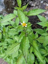 Image result for Bidens ruyigiensis