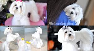 Pin On Animals