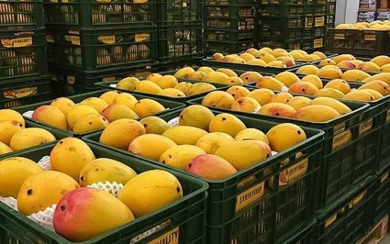 Cơ Hội Xuất Khẩu Xoài Sang Hàn Quốc, Cần Điều Kiện & Tiêu Chuẩn Gì? – EMBASSY FREIGHT SERVICE | Embassy Logistic | Dịch vụ Hải Quan trọn gói | Hồ Chí