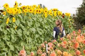 Looking for the perfect sunflower wedding bouquet? Favorite Sunflowers For Cutting Floret Flowers