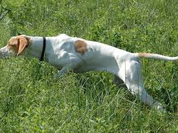 L'élevage de moutons est une activité enrichissante, que ce soit votre métier, que vous le fassiez pour produire votre propre nourriture ou que ce soit un simple passetemps. Elevage De L Etang Du Vert Elevage De Epagneul Breton A Banon