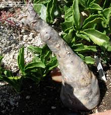 Image result for Cyphostemma barbosae