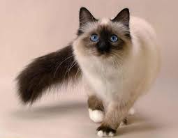 Did You Say Tuna Balinese Cat Snowshoe Cat Cats