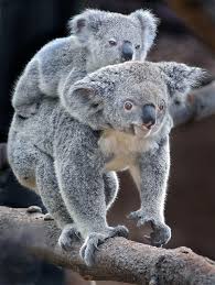 gummy bears cute baby animals cute animals animals pinterest