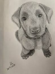 Check spelling or type a new query. Tried A Realistic Puppy On Paper With Graphite Better Then I Expected Drawing