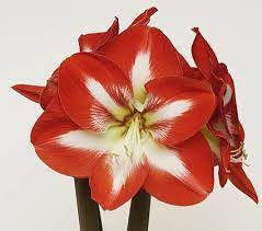 Amaryllis Stargazer White Flower Farm Amaryllis Amaryllis Bulbs