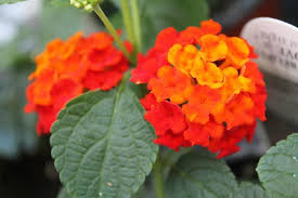 Lovely Lantana Reds Oranges And Yellows Are So Gorgeous Pretty Flowers Flowers Lantana