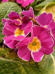 Pink And Yellow Winter Primroses Penkridge Staffordshire England Vwcampervan Aldridge On Tumblr Beautiful Flowers Pretty Flowers Amazing Flowers