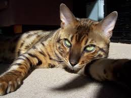 Beautiful Bengal Cat Bengal Cat White Cat Breeds Cat Breeds Siamese