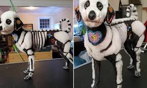 Submitted 3 days ago by 0431314db. Canadian Dog Owner Slammed For Decorating Her Poodle To Look Like A Skeleton For Day Of The Dead Daily Mail Online