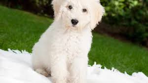 We did not find results for: Labradoodle Puppies Everything You Need To Know The Dog People By Rover Com