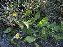 Image result for Scabiosa drakensbergensis