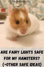 Pin On Hamster Health