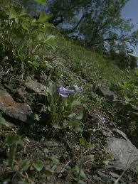 Image result for Viola eminii