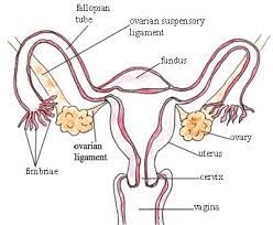 An abnormality of the female internal genitalia. Antenatal Care Module 3 Anatomy And Physiology Of The Female Reproductive System View As Single Page