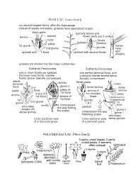 Image result for Ascolepis densa