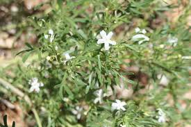 Image result for Chascanum