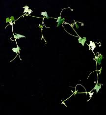 Image result for Zehneria