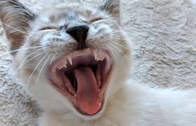 By six weeks of age, your kitten will have most of its first set of 26 teeth fully in place. Do Kittens Lose Their Baby Teeth Lovetoknow