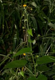 Image result for Wissadula