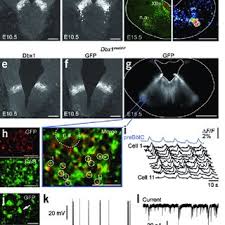 Слушать florent pagny — «combien de gens» (шазамов: Pdf Dissection Genetique Du Generateur Central Respiratoire Chez La Souris Neurones Rythmogenes Et Synchronisation Bilaterale