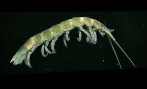 Image result for Isoglossa vulcanicola