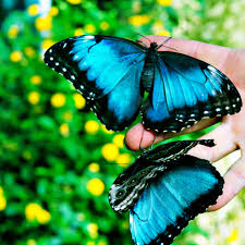 Black Ball Ferry Line Port Angeles Victoria Butterfly Gardens Black Ball Ferry Line Daily Departures To Victoria And Port An Butterfly Garden Plants That Attract Butterflies Great Date Ideas
