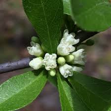 Image result for Sapotaceae