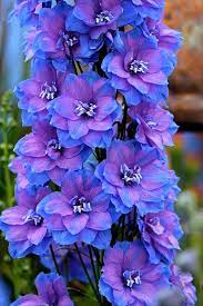 Specializing In Rare And Unusual Annual And Perennial Plants Including Cottage Garden Heirlooms And Hard To Amazing Flowers Delphinium Flowers Purple Flowers