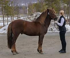 Here is a list of names that are perfect for a liver chestnut horse: Category Liver Chestnut Horses Wikimedia Commons