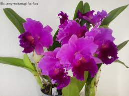 Beautiful Orchids 3 Chinese Peony Bonsai Orchids With Relaxation Music Youtube Beautiful Orchids Orchids Cattleya