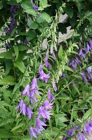 Campanula Rapunculus Campanula Rapunzel Edible Plants