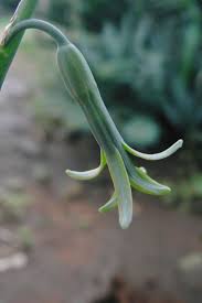 Image result for Dipcadi marlothii