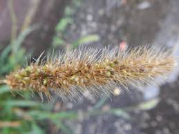 Image result for Setaria petiolata