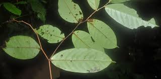 Image result for Dactyladenia