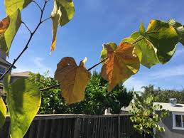 Redbud Tree Leaves Turning Yellow With Brown Spots