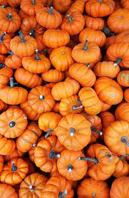 5 Stock Photo Images Of Pumpkins And Gourds With Vibrant Color Pumpkin Wallpaper Cute Fall Wallpaper Orange Aesthetic