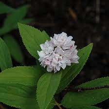Image result for Deutzia hybrida Pink Pompon