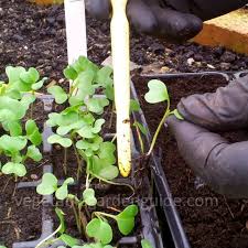 Make sure you regularly water your broccoli especially when planting out or during periods of dry weather and keep the area around your plants well weeded. Growing Broccoli For Best Results Vegetable Growing Tips And Pictures