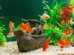 Make sure that you have all the crannies and nooks to. 10 Homemade Fish Tank Decoration Ideas Diy My Fish Aquarium