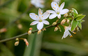 Image result for Chlorophytum lancifolium