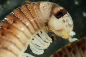 Image result for Cylindropsis